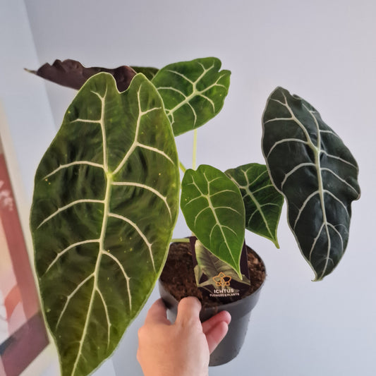 Alocasia Pride of Corup Rare Houseplant 14cm pot