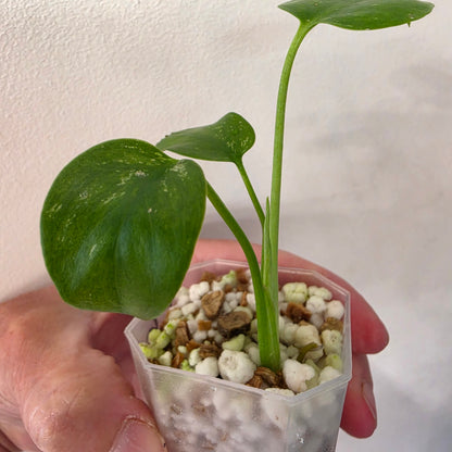Monstera Devil Monster – Lightly Variegated / Speckled – Exact Plant (L6)