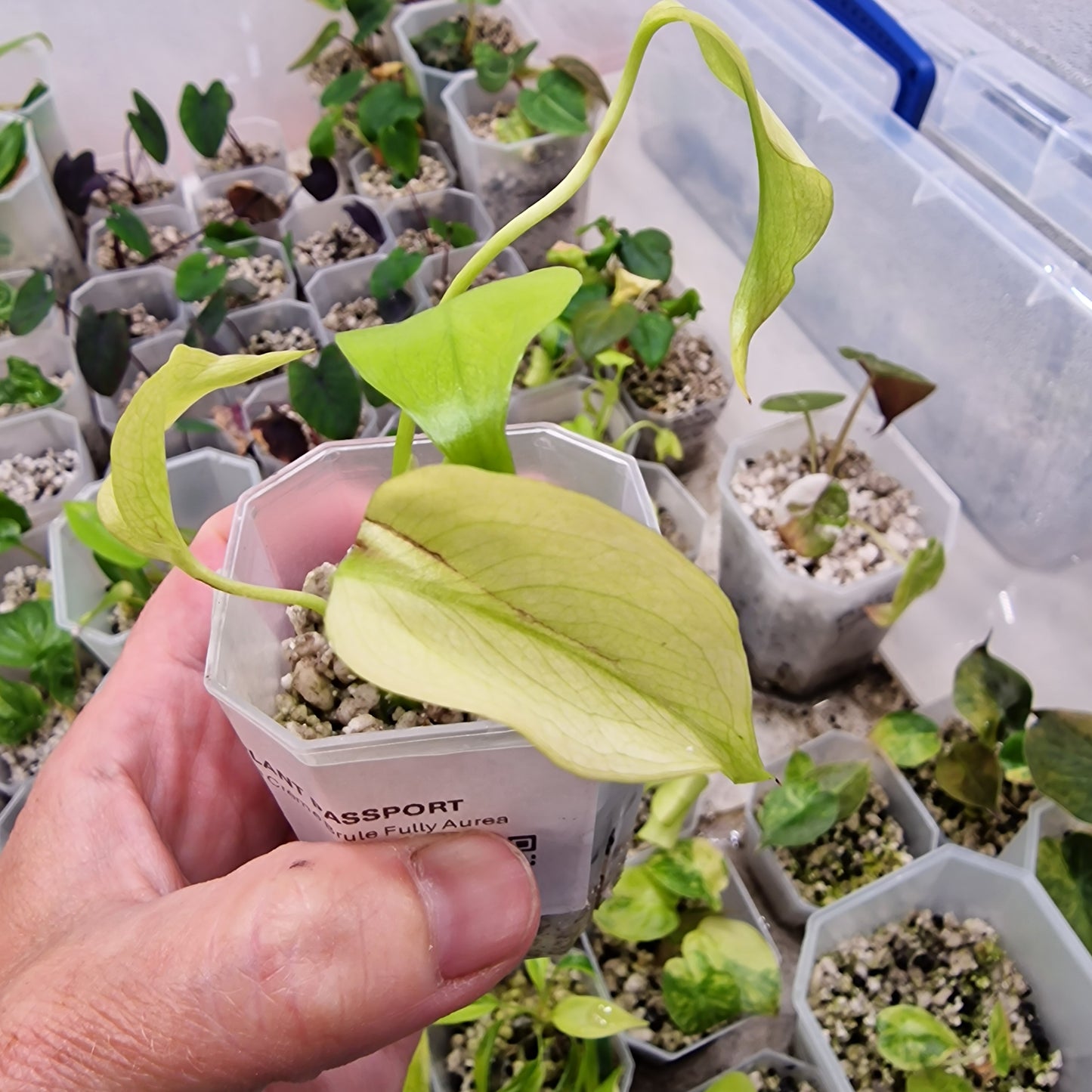 Monstera Crème Brûlée Fully Aurea - 5cm pot