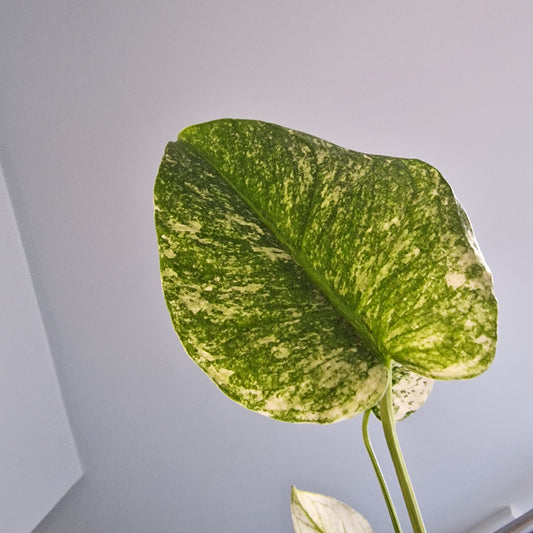 Monstera Mint Rare Houseplant 10.5cm pot (a)