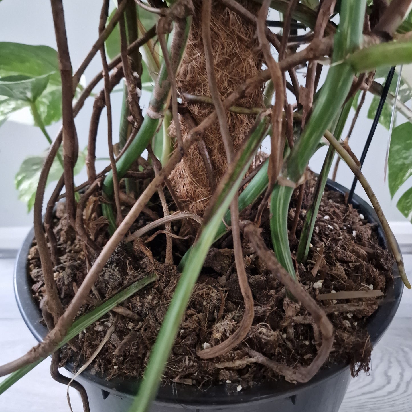 Monstera Albo approx 10 Plants in the 30cm Pot - 130cm tall collection only.