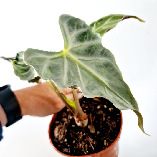 Alocasia Loco Houseplant 12cm pot