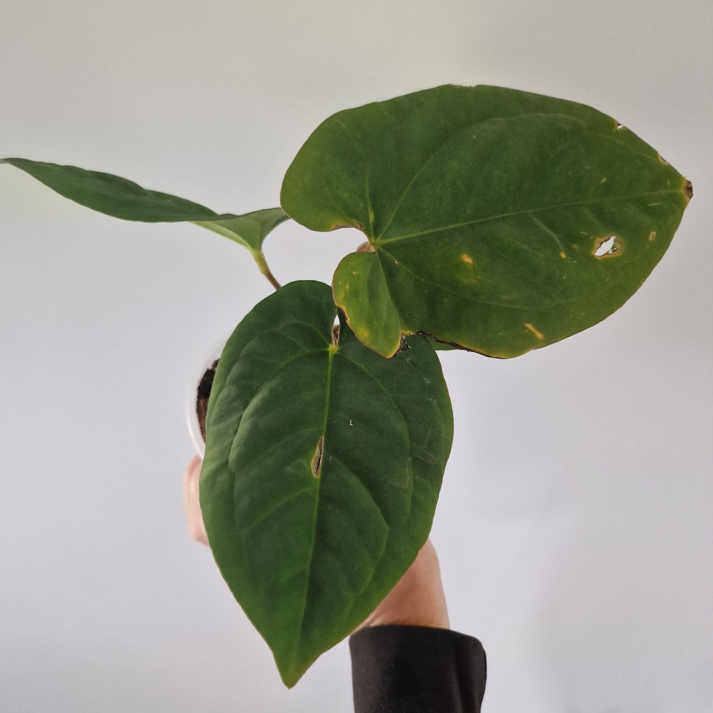 Ecuagenera Rehab Anthurium dressleri
