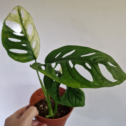 Monstera Adansonii Variegated #A