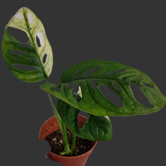 Monstera Adansonii Variegated #A