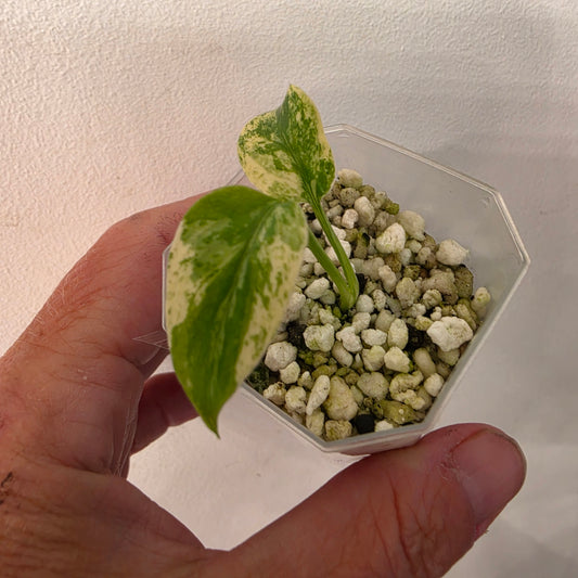 Monstera Mint China’s Version – Exact Plant No. 4 - See Description