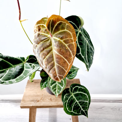 Anthurium Crystallinum x Karma Crystal Hybrid (multiple growing together) Houseplant 17cm pot (2)