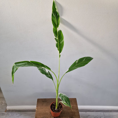 Musa ‘Florida’ – 10.5cm Pot (#6)