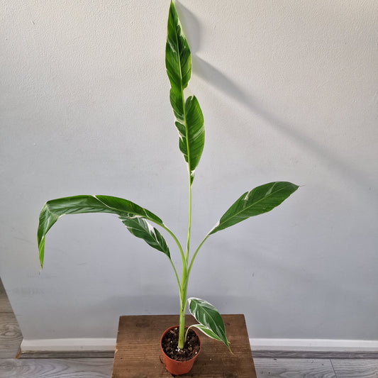 Musa ‘Florida’ – 10.5cm Pot (#6)