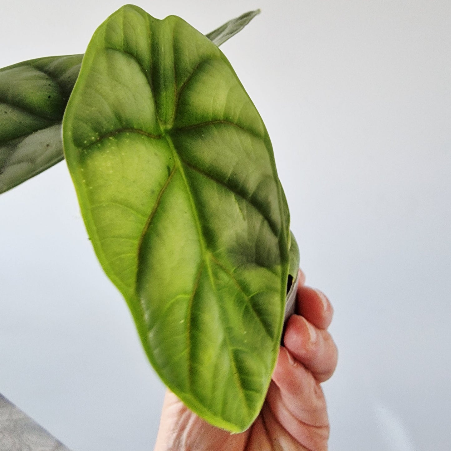 Alocasia Silver Dragon Rare Houseplant 6cm pot