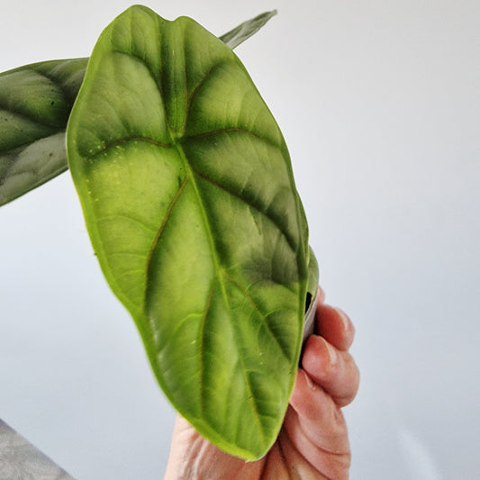 Alocasia Silver Dragon Rare Houseplant 6cm pot