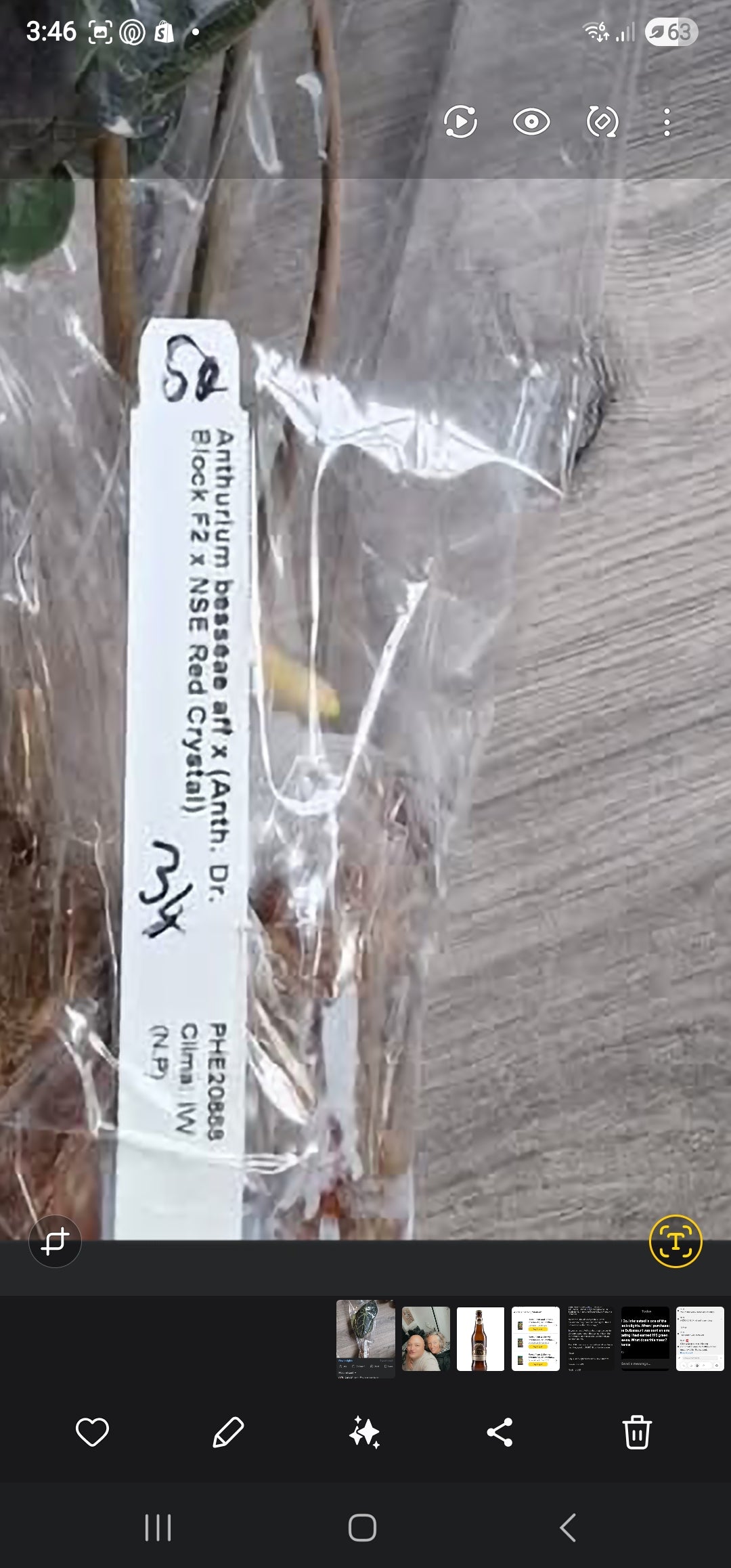 Sunday Sale - Claire Anthurium