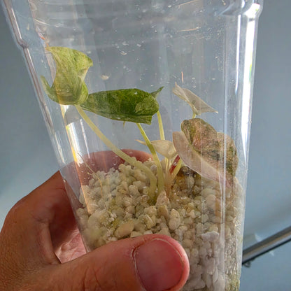 Alocasia Cuprea Pink Spot Tissue Culture 🌸 see description