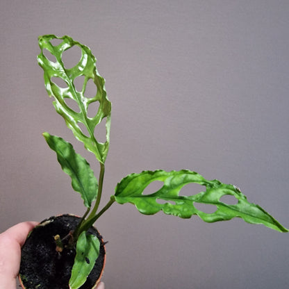 Monstera Obliqua Peru Houseplant 6cm pot