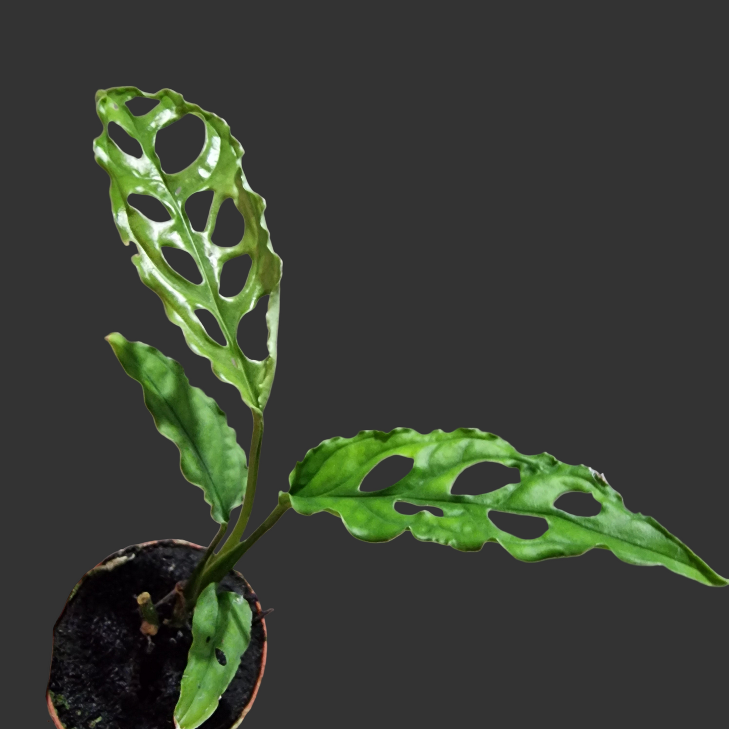 Monstera Obliqua Peru Houseplant 6cm pot