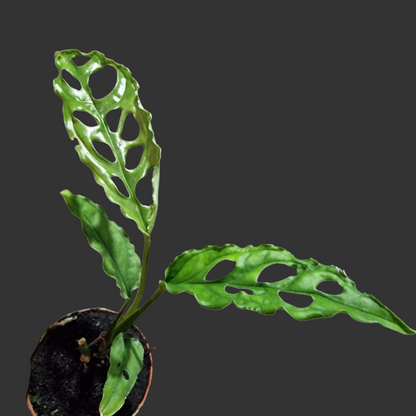 Monstera Obliqua Peru Houseplant 6cm pot