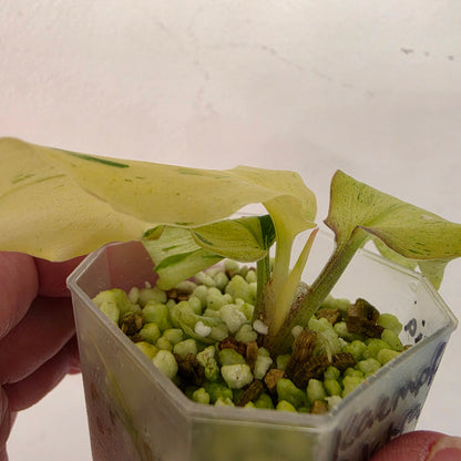 Kaempferia Pulchra Variegata – Established | Exact Plant #1