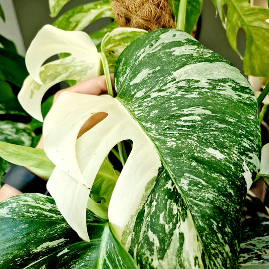 Monstera Albo Top 2 Leaf Cutting