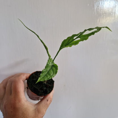Monstera Obliqua Peru Rare Houseplant 6cm pot