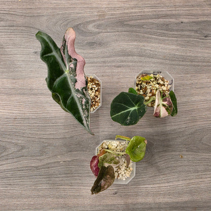 Pink Alocasia Bundle - SEE DESCRIPTION!