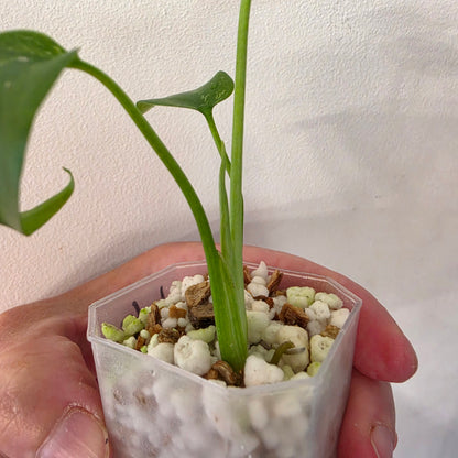 Monstera Devil Monster – Lightly Variegated / Speckled – Exact Plant (L6)