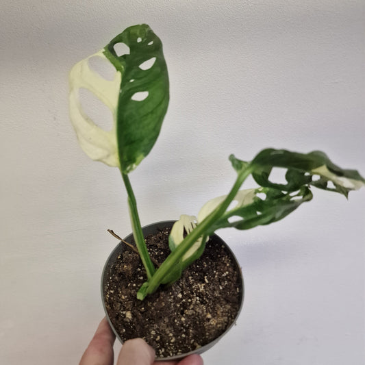 Monstera Adansonni Variegated #4