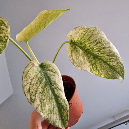 Monstera Mint Rare Houseplant 10.5cm pot (b)
