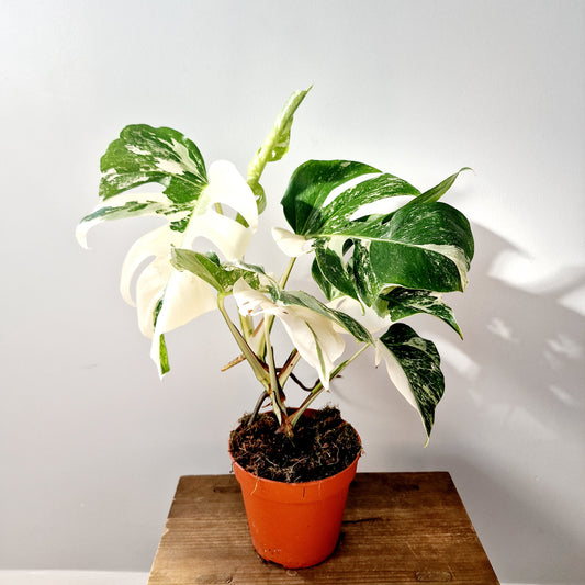 Monstera Albo Super White Houseplant 15cm pot (3)