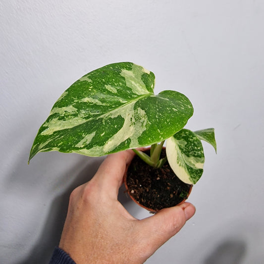 Monstera Thai Constellation – 6cm Pot (#3)