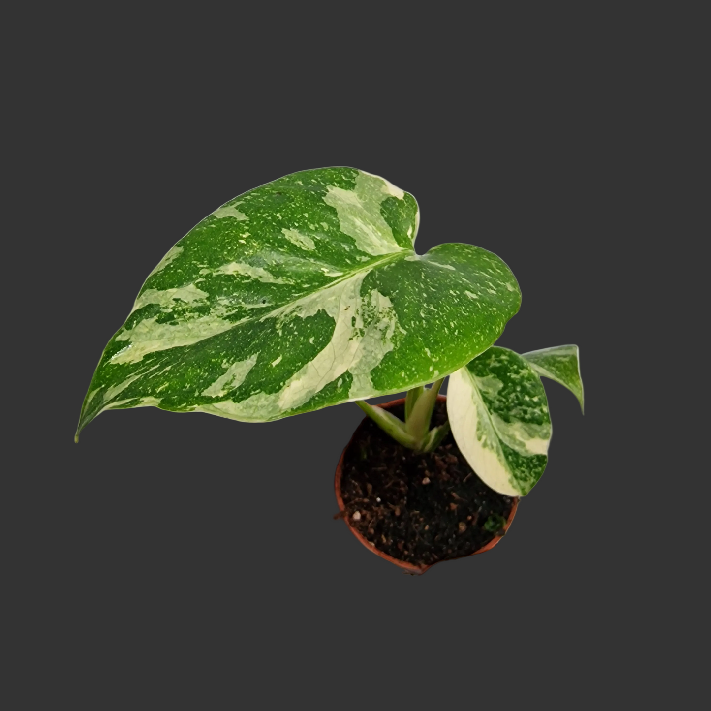 Monstera Thai Constellation – 6cm Pot (#3)