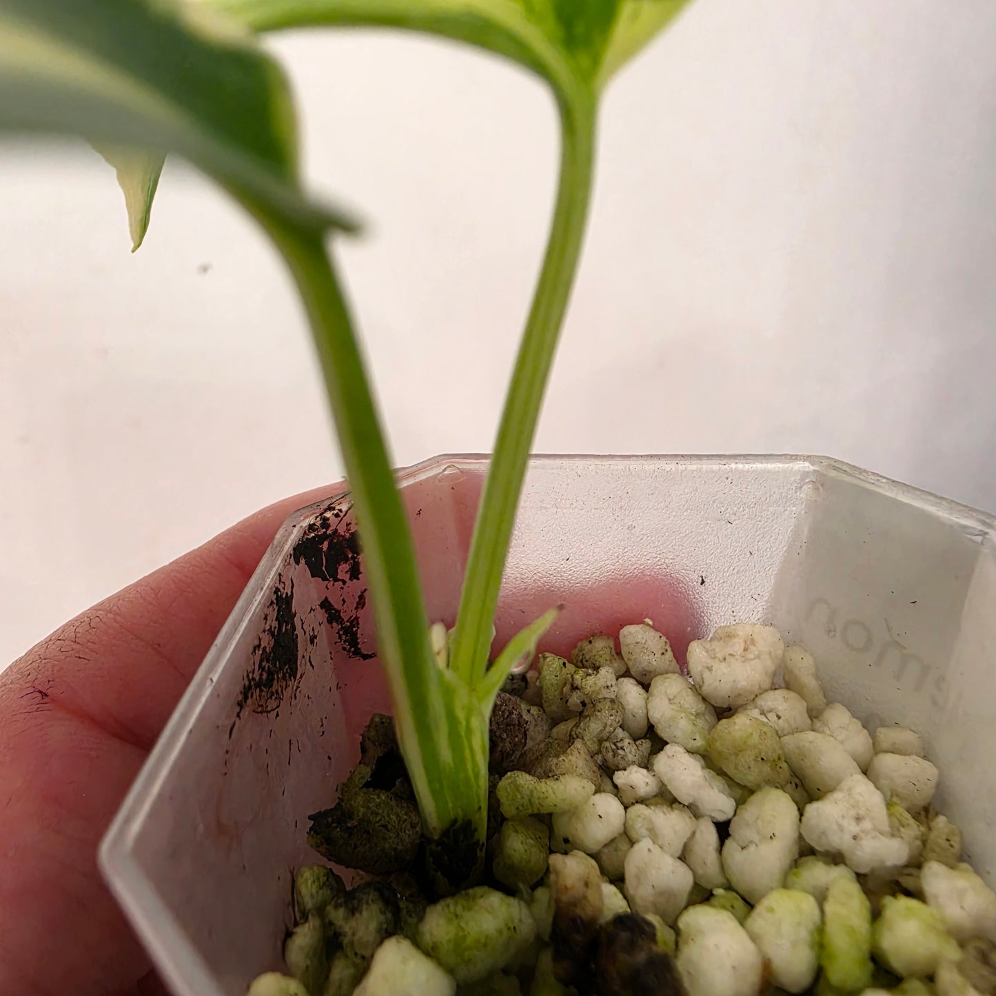Monstera Lemon Pom Pom – Exact Plant No. 2 - See Description