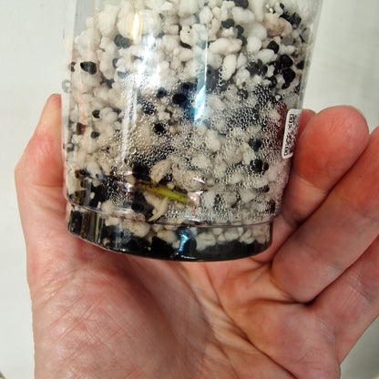 Monstera Lemon Lime – Young Exact TC Plant (#7)