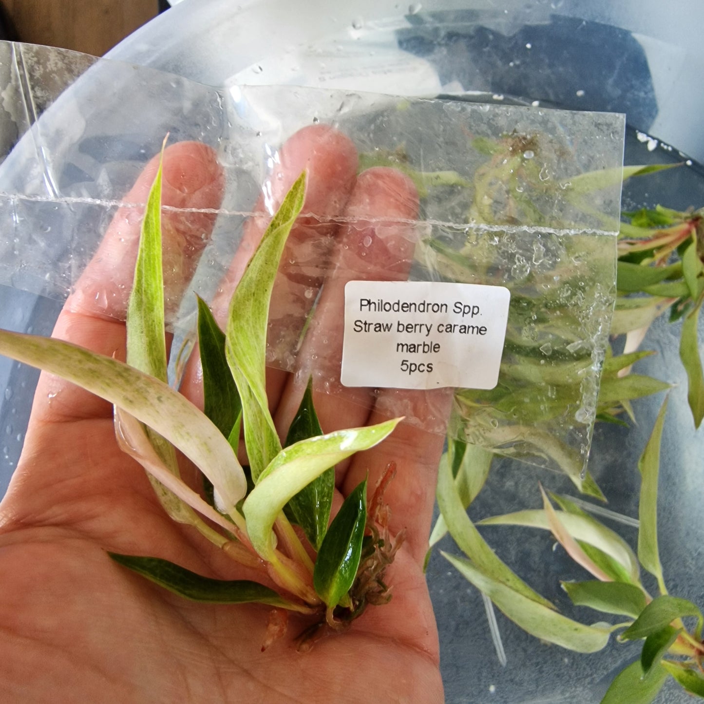 Tissue Culture Plant - Pre-order - please see description