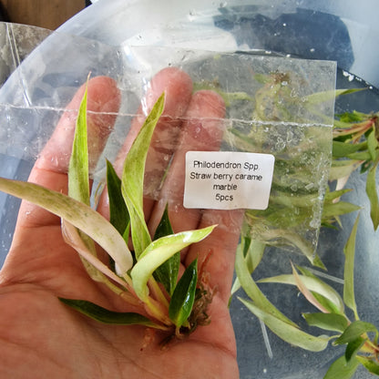 Tissue Culture Plant - Pre-order - please see description