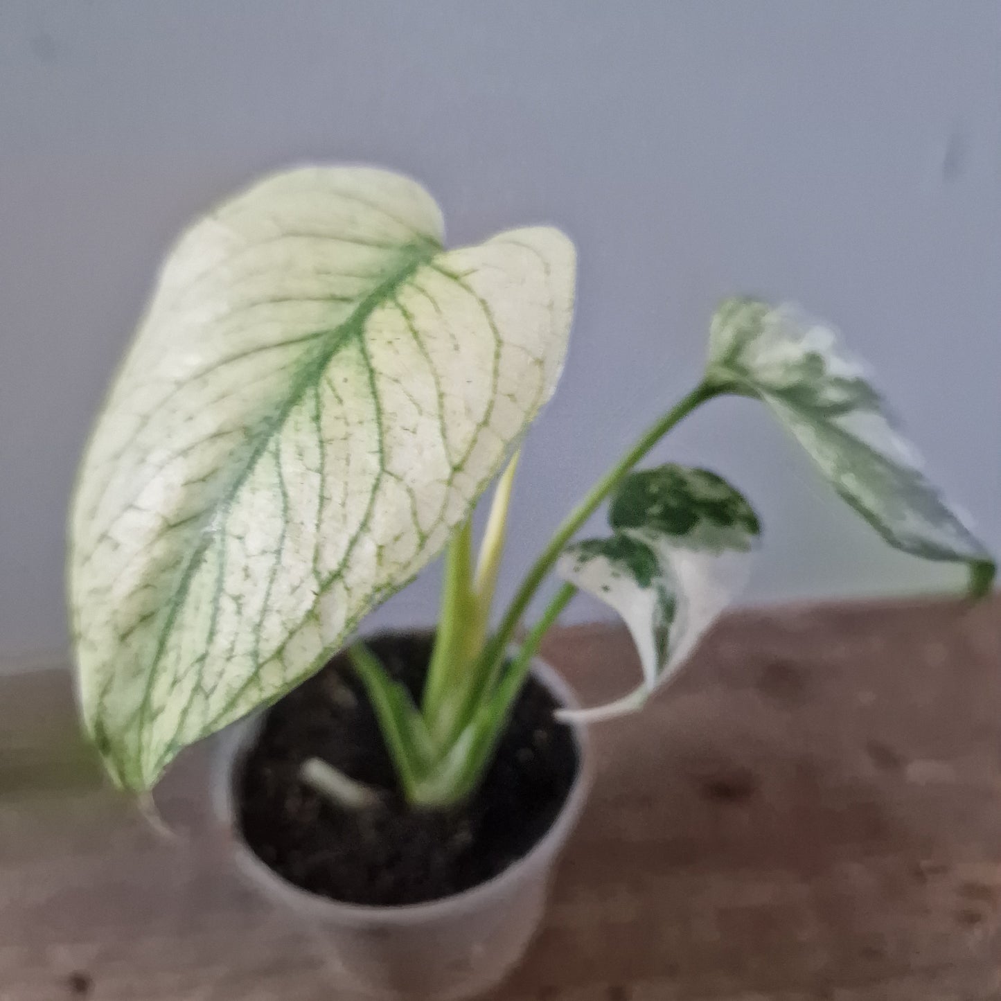 Monstera Mint Rare Houseplant 6cm pot (4)