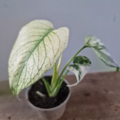 Monstera Mint Rare Houseplant 6cm pot (4)