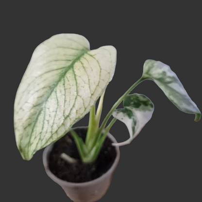 Monstera Mint Rare Houseplant 6cm pot (4)