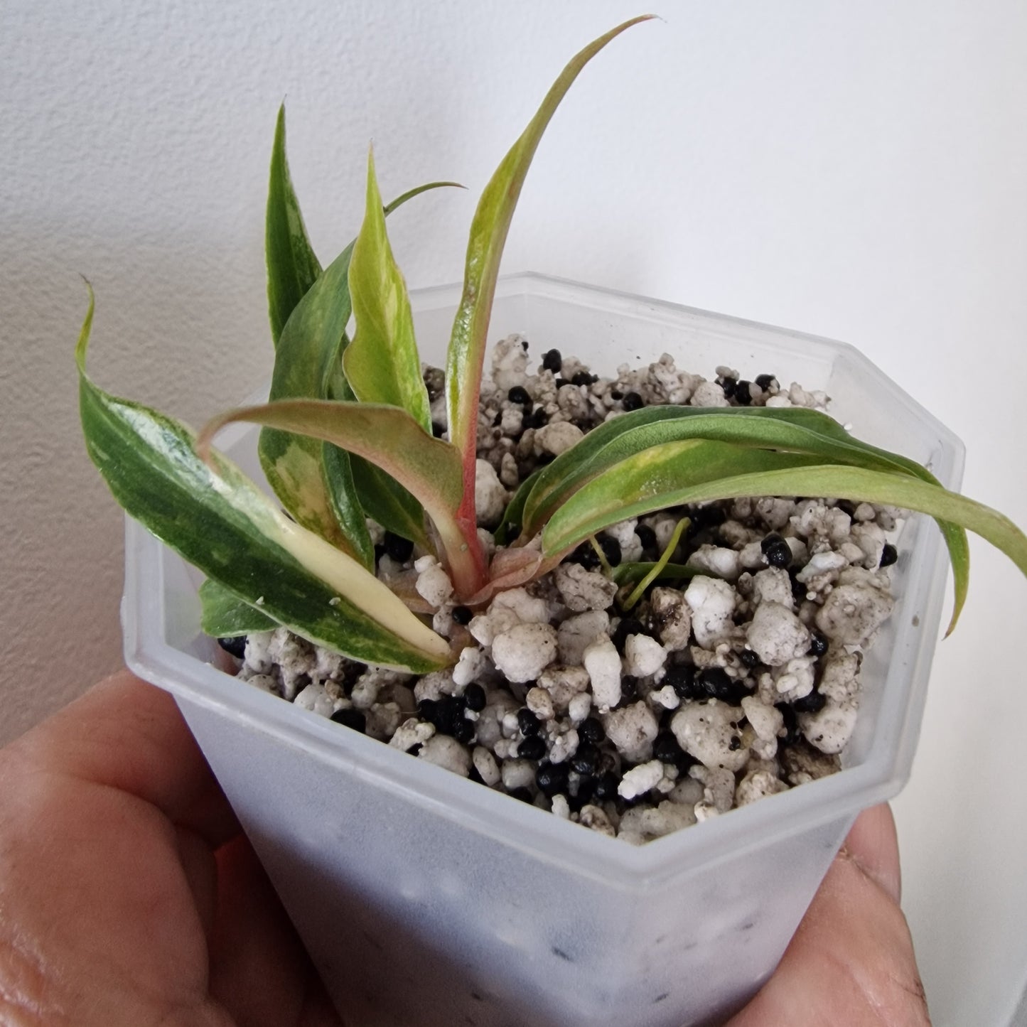 Philodendron Tortum Variegated – Young Exact Plant (#1)