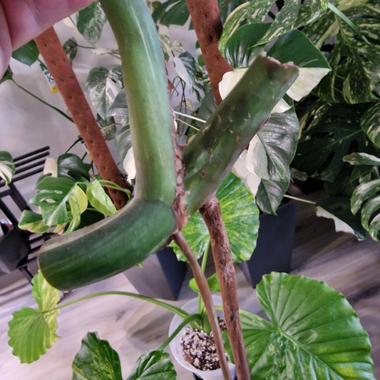 Monstera Albo Variegated Middle Cutting