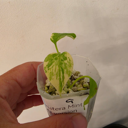 Monstera Mint China’s Version – Exact Plant No. 9 - See Description