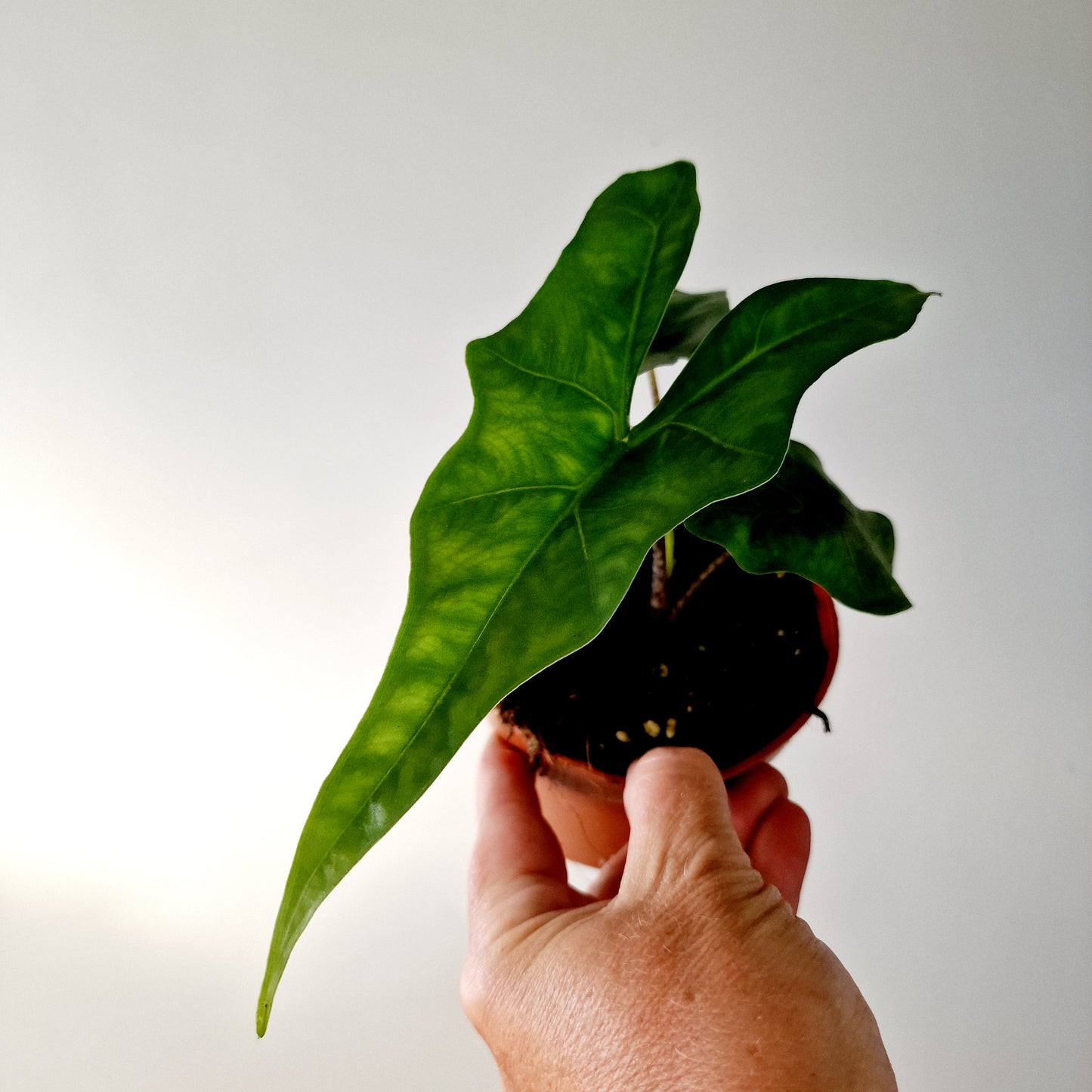 Alocasia Batwing Houseplant 10.5cm pot