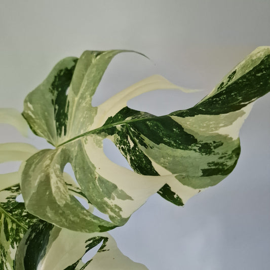 Monstera Deliciosa Albo Super White Rare Houseplant 15cm pot (2)
