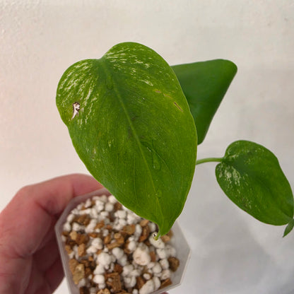 Monstera Devil – Acclimatised TC - Exact Plant (2) See Description