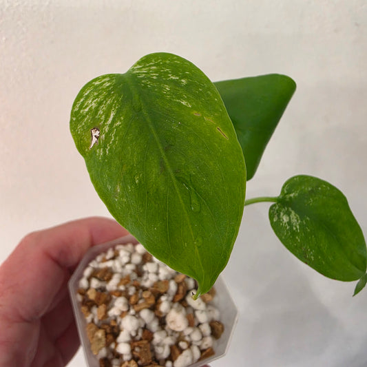 Monstera Devil – Acclimatised TC - Exact Plant (2) See Description