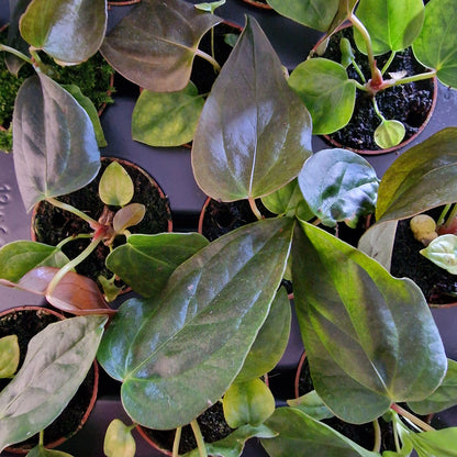 Anthurium Queen of Hearts – 6cm Pot