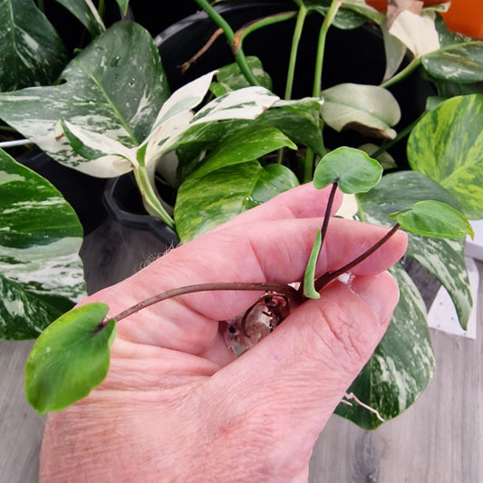 Colocasia ‘Pharaoh’s Mask’ – Rare Elephant Ear Plant