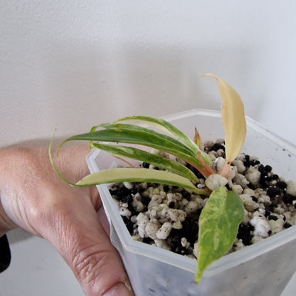 Philodendron Tortum Variegated – Young Exact Plant (#3)