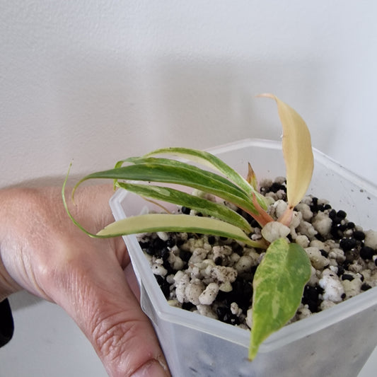 Philodendron Tortum Variegated – Young Exact Plant (#3)