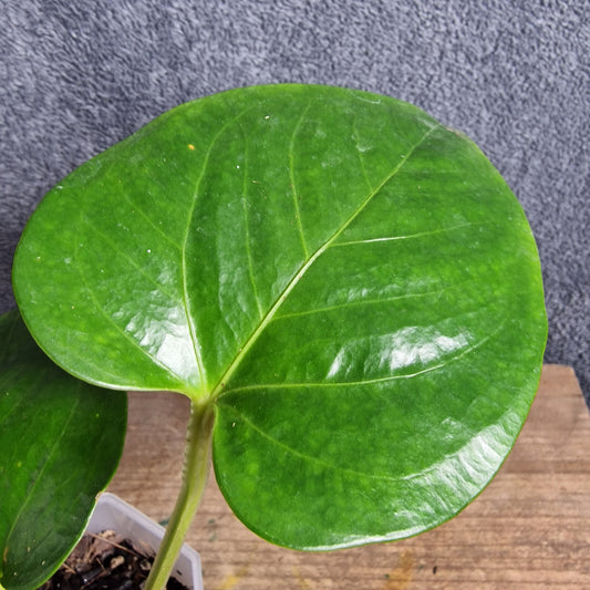 Anthurium Cerrocampanense Ecuagenera Import (l) worth £30 – Rehab Plant