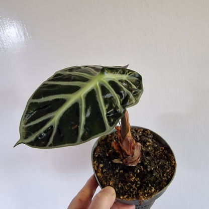 Flowering Alocasia ‘Heart Balloon’ – 12cm Pot